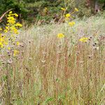 Helianthus silphioides Habitus