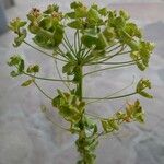 Euphorbia esulaOther