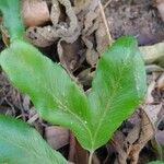 Dryopteris sieboldii Leaf