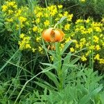 Lilium carniolicum Bloem