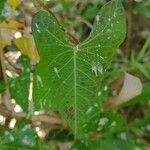 Ipomoea sagittata Лист