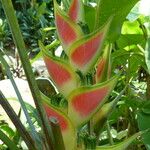 Heliconia wagneriana Фрукт