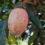 Dacryodes edulis Fruit