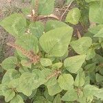 Amaranthus viridis Leaf