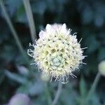 Cephalaria alpina Flor