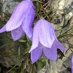 Campanula carnica Flower