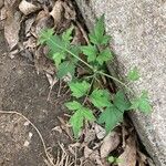 Clematis ligusticifolia Hoja
