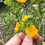 Erysimum × cheiriKukka