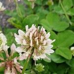 Trifolium repens Blomst