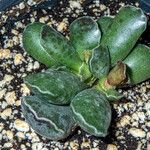 Adromischus cooperiBlatt