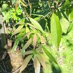 Quercus myrsinifolia Blatt