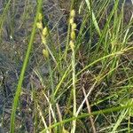 Carex canescens പുഷ്പം