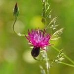 Crupina crupinastrum Flower