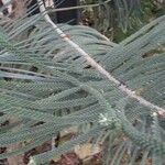 Araucaria scopulorum Leaf