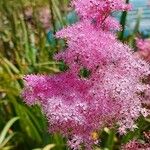 Filipendula rubra Flor