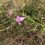 Agalinis purpurea Floare