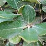 Vaccinium corymbosum Leaf