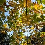 Acer macrophyllum Folha
