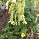 Phygelius aequalis Flower