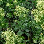 Baccharis halimifolia Flower