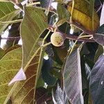 Ficus callosa Owoc