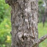 Multidentia crassa Ŝelo