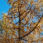 Larix decidua অভ্যাস