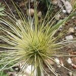 Pulsatilla vulgaris Fruit