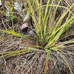 Cyperus ligularis Hoja
