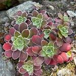 Saxifraga cotyledon 葉