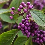 Callicarpa bodinieri Плід