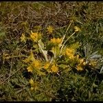 Sanicula arctopoides Habit