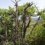 Juniperus macrocarpa Bark