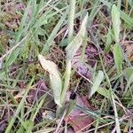 Ophrys apifera Лист