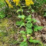 Solidago virgaurea Elinympäristö