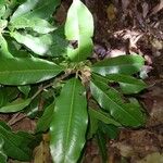 Manilkara staminodella Leaf