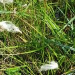 Eriophorum angustifolium Листок