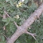 Fraxinus dimorpha Corteza