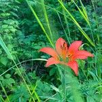 Lilium philadelphicum ফুল