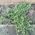 Mesembryanthemum nodiflorum Hoja