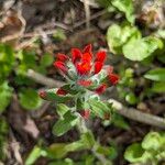 Castilleja arvensis Flors