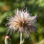 Cirsium dissectum Frutto