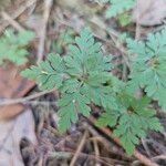 Geranium robertianumLeaf