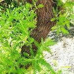 Gonospermum canariense Casca