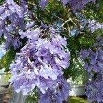 Jacaranda mimosifolia Flower