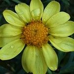Argyranthemum frutescens ᱵᱟᱦᱟ