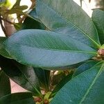 Camellia crapnelliana Leaf