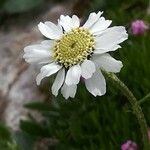 Achillea barrelieri Цветок