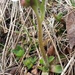 Saxifraga androsacea Celota