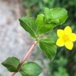 Lysimachia nemorum Blad